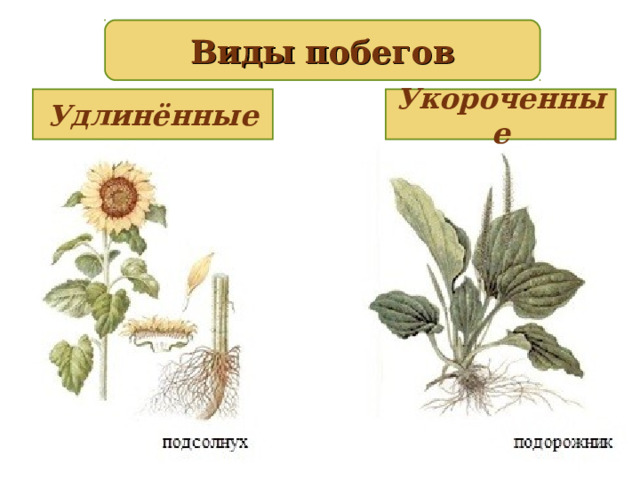 Виды побегов Укороченные Удлинённые 