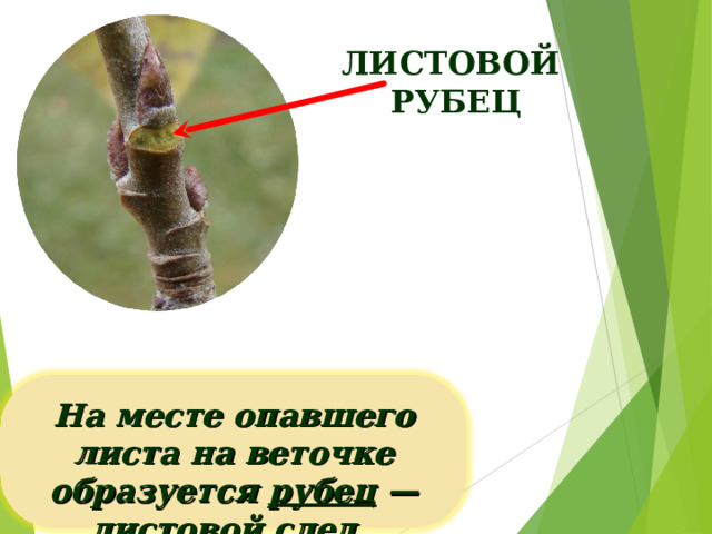 ЛИСТОВОЙ РУБЕЦ На месте опавшего листа на веточке образуется рубец — листовой след . 