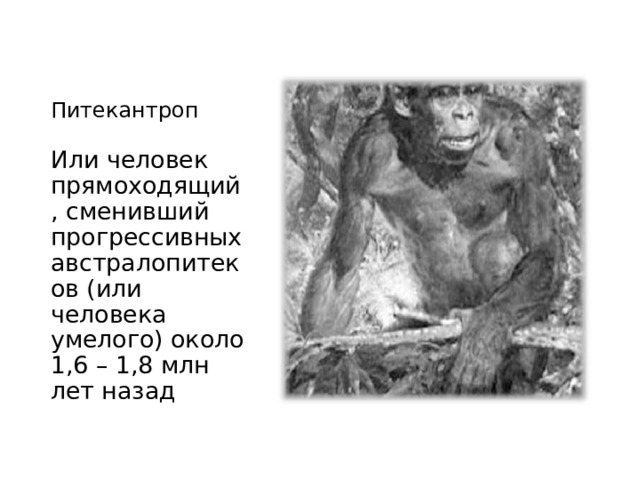 Питекантроп Или человек прямоходящий, сменивший прогрессивных австралопитеков (или человека умелого) около 1,6 – 1,8 млн лет назад 