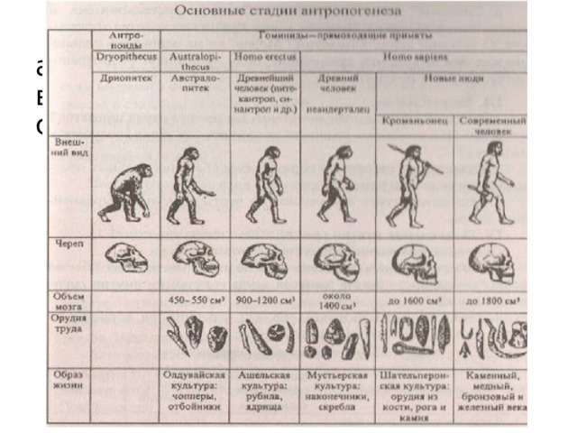 а – питекантроп  в – неандерталец  с - кроманьонец 