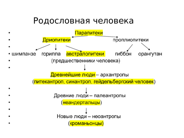  Родословная человека 
