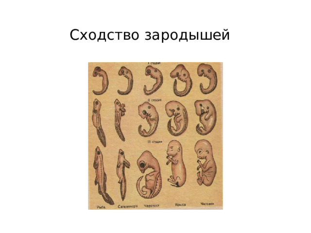 Сходство зародышей 