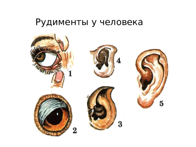  Рудименты у человека 