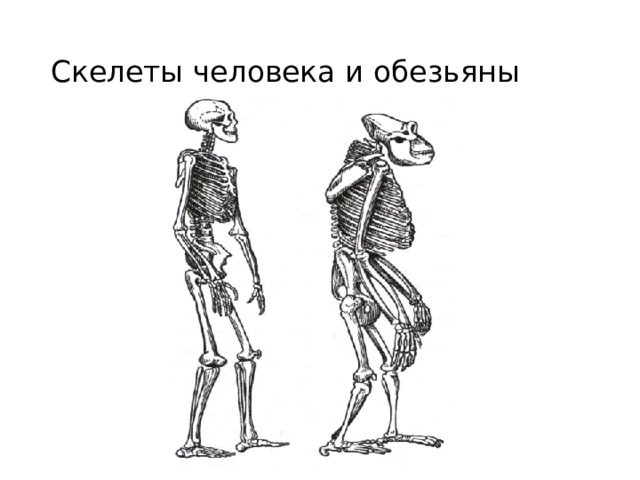 Скелеты человека и обезьяны 