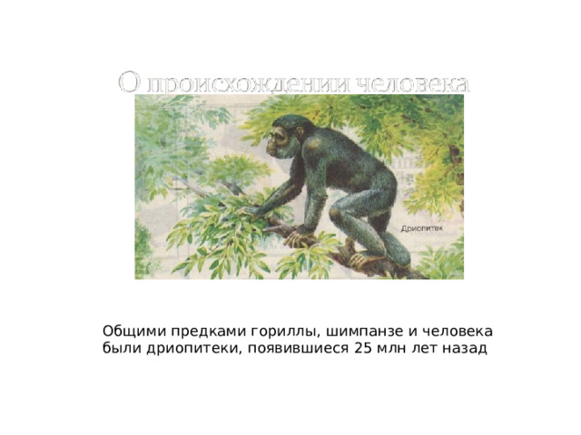 Общими предками гориллы, шимпанзе и человека были дриопитеки, появившиеся 25 млн лет назад 