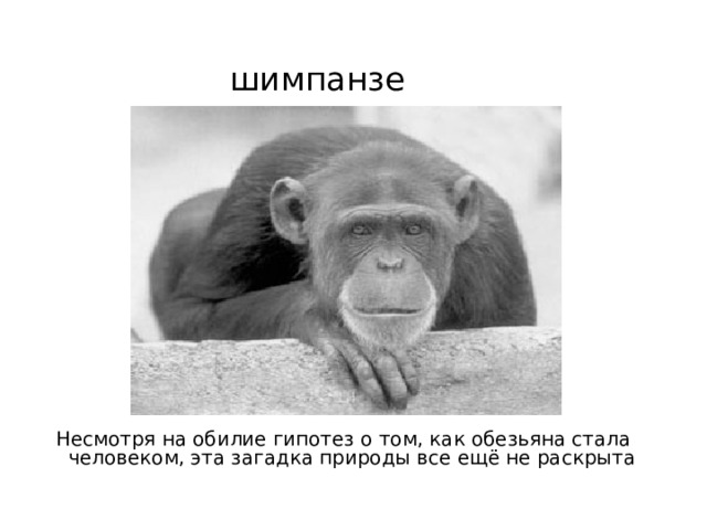  шимпанзе Несмотря на обилие гипотез о том, как обезьяна стала человеком, эта загадка природы все ещё не раскрыта 