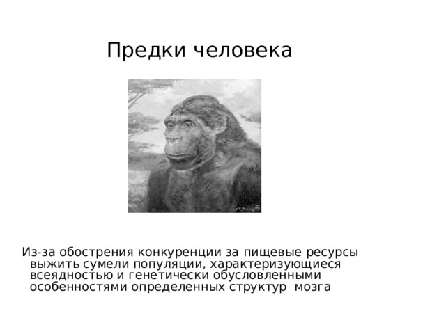  Предки человека Из-за обострения конкуренции за пищевые ресурсы  выжить сумели популяции, характеризующиеся всеядностью и генетически обусловленными особенностями определенных структур мозга 