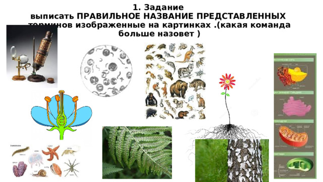 1. Задание  выписать ПРАВИЛЬНОЕ НАЗВАНИЕ ПРЕДСТАВЛЕННЫХ терминов изображенные на картинках .(какая команда больше назовет ) 