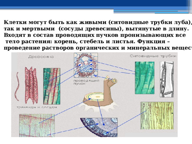 Клетки могут быть как живыми (ситовидные трубки луба), так и мертвыми (сосуды древесины), вытянутые в длину. Входят в состав проводящих пучков пронизывающих все  тело растения: корень, стебель и листья. Функция – проведение растворов органических и минеральных веществ. 