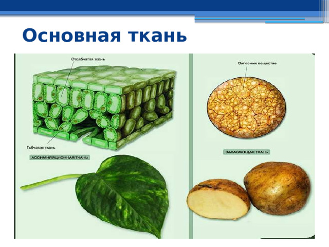 Основная ткань 