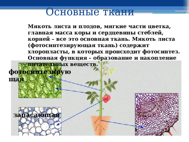 Основные ткани Мякоть листа и плодов, мягкие части цветка, главная масса коры и сердцевины стеблей, корней – все это основная ткань. Мякоть листа (фотосинтезирующая ткань) содержит хлоропласты, в которых происходит фотосинтез. Основная функция – образование и накопление питательных веществ. фотосинтезирующая запасающая 