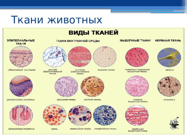 Ткани животных 