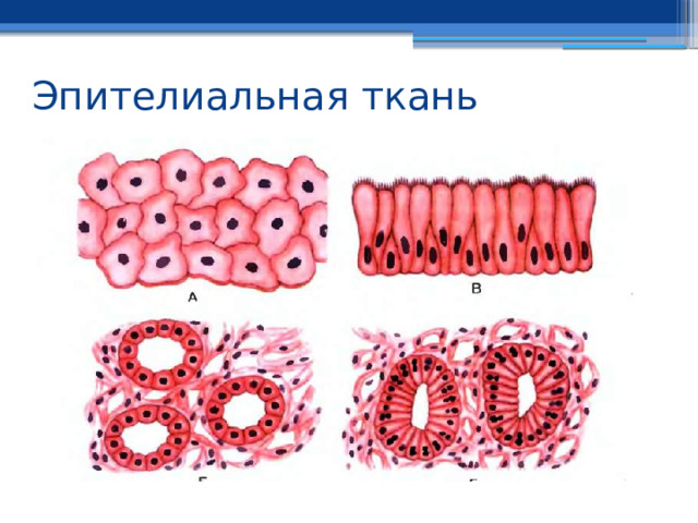Эпителиальная ткань 