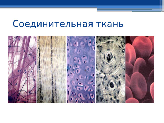 Соединительная ткань 