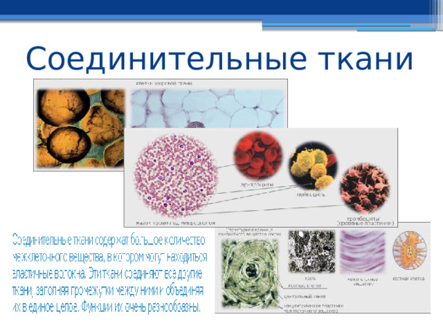 Соединительные ткани 