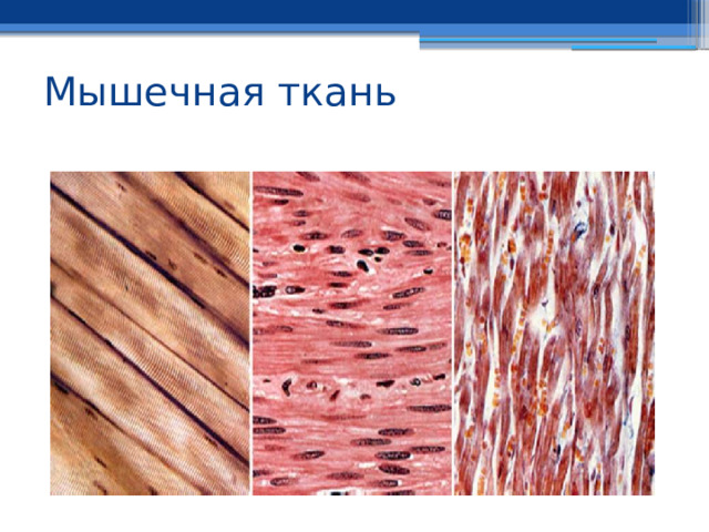 Мышечная ткань 