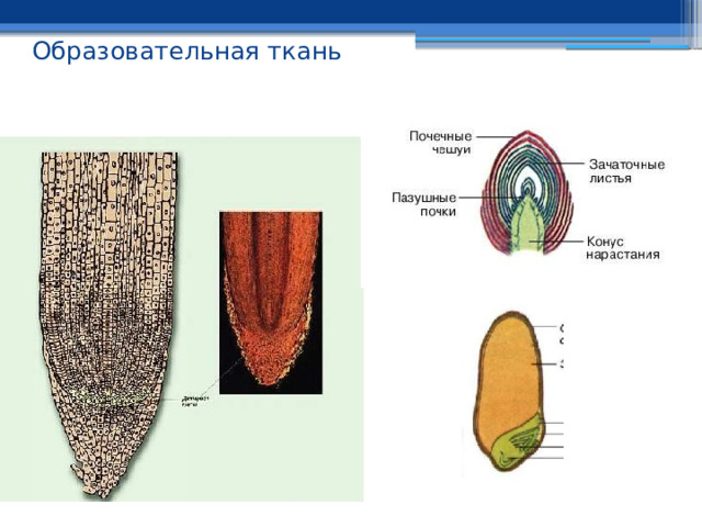 Образовательная ткань   