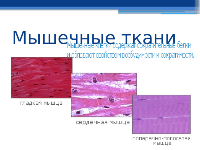Мышечные ткани 