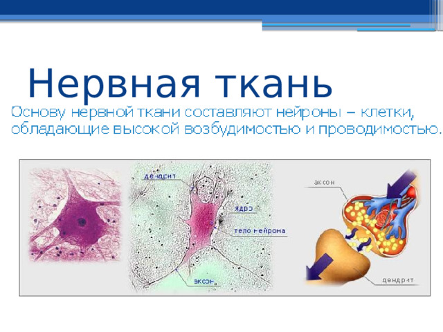 Нервная ткань 