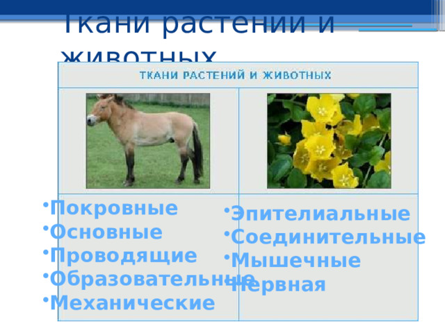Ткани растений и животных Покровные Основные Проводящие Образовательные Механические  Эпителиальные Соединительные Мышечные Нервная 