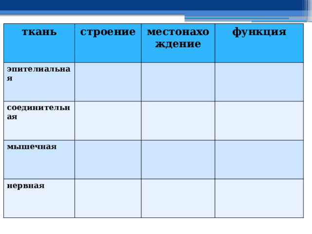 ткань строение эпителиальная местонахождение соединительная функция мышечная нервная 