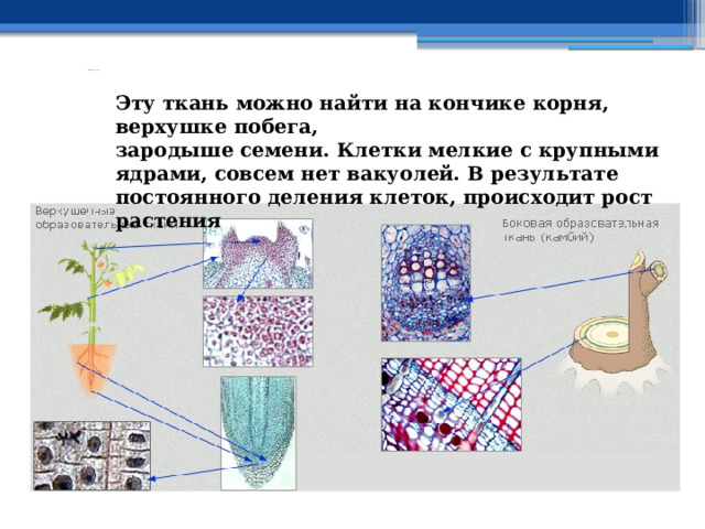                         Образовательные ткани Эту ткань можно найти на кончике корня, верхушке побега, зародыше семени. Клетки мелкие с крупными ядрами, совсем нет вакуолей. В результате постоянного деления клеток, происходит рост растения        