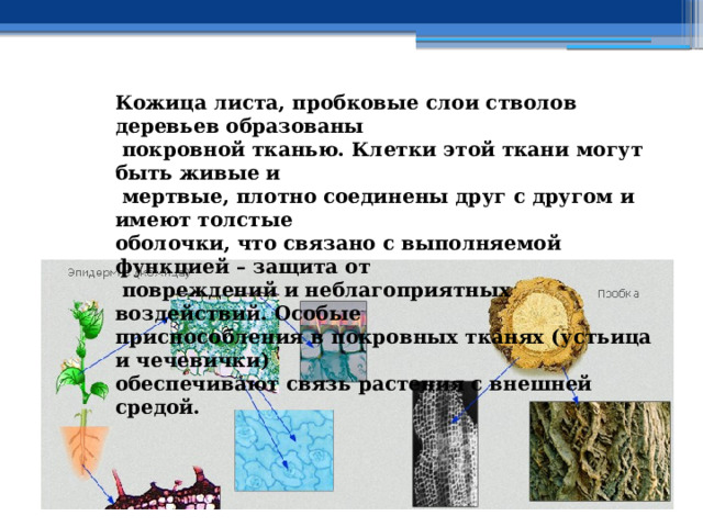 Кожица листа, пробковые слои стволов деревьев образованы  покровной тканью. Клетки этой ткани могут быть живые и  мертвые, плотно соединены друг с другом и имеют толстые оболочки, что связано с выполняемой функцией – защита от  повреждений и неблагоприятных воздействий. Особые приспособления в покровных тканях (устьица и чечевички) обеспечивают связь растения с внешней средой. 
