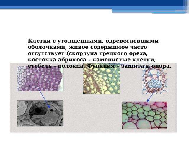 Клетки с утолщенными, одревесневшими оболочками, живое содержимое часто отсутствует (скорлупа грецкого ореха, косточка абрикоса – каменистые клетки, стебель – волокна. Функция – защита и опора. 
