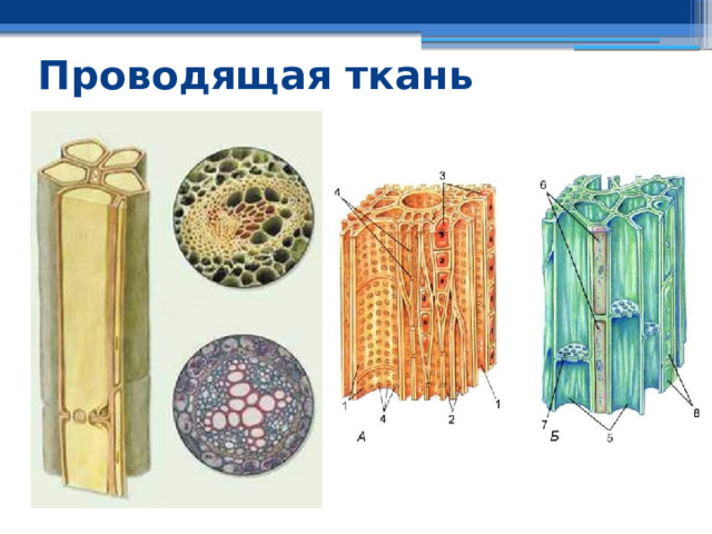 Проводящая ткань 