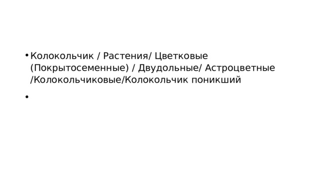 Колокольчик / Растения / Цветковые (Покрытосеменные)  / Двудольные / Астроцветные / Колокольчиковые /Колокольчик поникший   