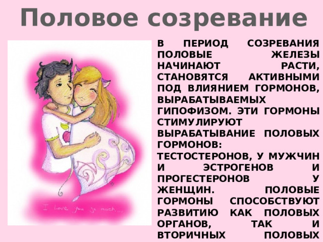 Половое созревание В период созревания половые железы начинают расти, становятся активными под влиянием гормонов, вырабатываемых гипофизом. Эти гормоны стимулируют вырабатывание половых гормонов: тестостеронов, у мужчин и эстрогенов и прогестеронов у женщин. Половые гормоны способствуют развитию как половых органов, так и вторичных половых признаков, таких как увеличение кадыка у мужчин (что выражается ломкой голоса) и появление менструации, или менархе, у женщин. 
