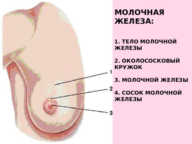    Молочная железа:      1. Тело молочной железы   2. Околососковый кружок   3. молочной железы   4. Сосок молочной железы   