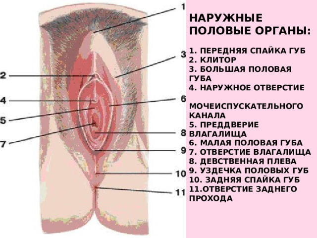    Наружные половые органы:     1. Передняя спайка губ  2. Клитор  3. Большая половая губа  4. Наружное отверстие мочеиспускательного канала  5. Преддверие влагалища  6. Малая половая губа  7. Отверстие влагалища  8. Девственная плева  9. Уздечка половых губ  10. Задняя спайка губ  11.Отверстие заднего прохода   