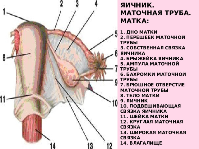 Яичник. Маточная труба. Матка:   1. Дно матки  2. Перешеек маточной трубы  3. Собственная связка яичника  4. Брыжейка яичника  5. Ампула маточной трубы  6. Бахромки маточной трубы  7. Брюшное отверстие маточной трубы  8. Тело матки  9. Яичник  10. Подвешивающая связка яичника  11. Шейка матки  12. Круглая маточная связка  13. широкая маточная связка  14. Влагалище   