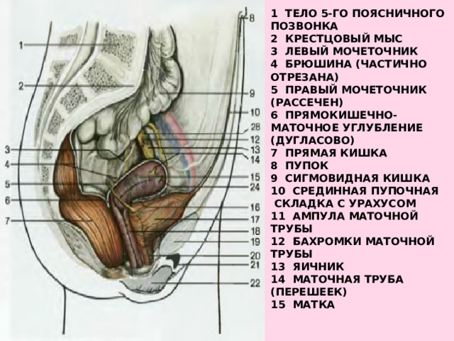 1 Тело 5-го поясничного  позвонка  2 Крестцовый мыс  3 Левый мочеточник  4 Брюшина (частично отрезана)  5 Правый мочеточник (рассечен)  6 Прямокишечно-маточное углубление (Дугласово)  7 Прямая кишка  8 Пупок  9 Сигмовидная кишка  10 Срединная пупочная  складка с урахусом  11 Ампула маточной трубы  12 Бахромки маточной трубы  13 Яичник  14 Маточная труба (перешеек)  15 матка   