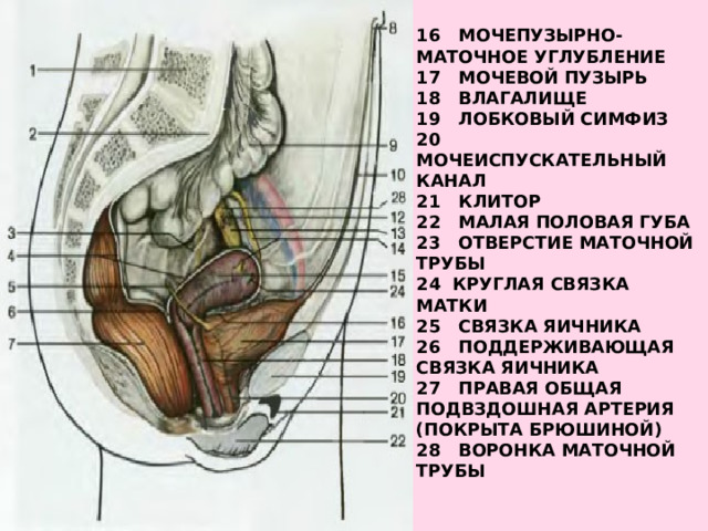  16 Мочепузырно-маточное углубление  17 Мочевой пузырь  18 влагалище  19 Лобковый симфиз  20 Мочеиспускательный канал  21 клитор  22 Малая половая губа  23 Отверстие маточной трубы  24 Круглая связка матки  25 Связка яичника  26 Поддерживающая связка яичника  27 Правая общая подвздошная артерия (покрыта брюшиной)  28 Воронка маточной трубы   