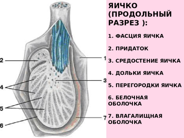 Яичко (Продольный разрез ):     1. Фасция яичка   2. Придаток   3. Средостение яичка   4. Дольки яичка   5. Перегородки яичка   6. Белочная оболочка   7. Влагалищная оболочка   