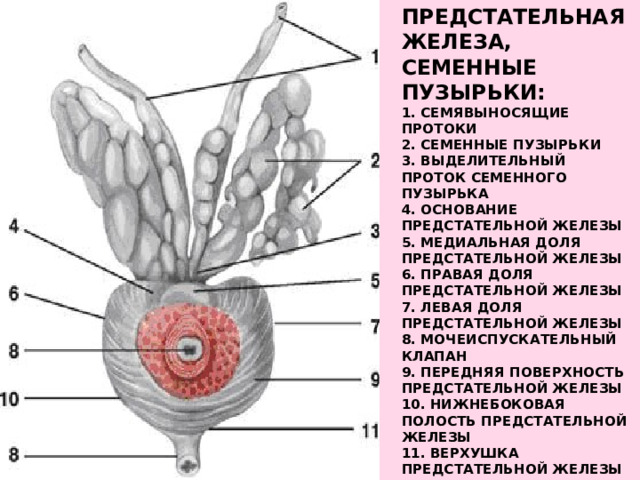 Предстательная железа, Семенные пузырьки:  1. Семявыносящие протоки  2. Семенные пузырьки  3. Выделительный проток семенного пузырька  4. Основание предстательной железы  5. Медиальная доля предстательной железы  6. Правая доля предстательной железы  7. Левая доля предстательной железы  8. Мочеиспускательный клапан  9. Передняя поверхность предстательной железы  10. Нижнебоковая полость предстательной железы  11. Верхушка предстательной железы 
