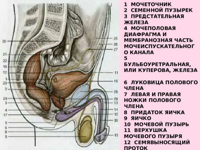 1 Мочеточник  2 Семенной пузырек  3 Предстательная железа  4 Мочеполовая диафрагма и мембранозная часть мочеиспускательного канала  5 Бульбоуретральная, или Куперова, железа  6 Луковица полового члена  7 Левая и правая ножки полового члена  8 Придаток яичка  9 Яичко  10 Мочевой пузырь  11 Верхушка мочевого пузыря  12 Семявыносящий проток  13 Пещеристое тело полового члена  14 Губчатое тело полового члена  15 Головка полового члена  16 Ампула прямой кишки 