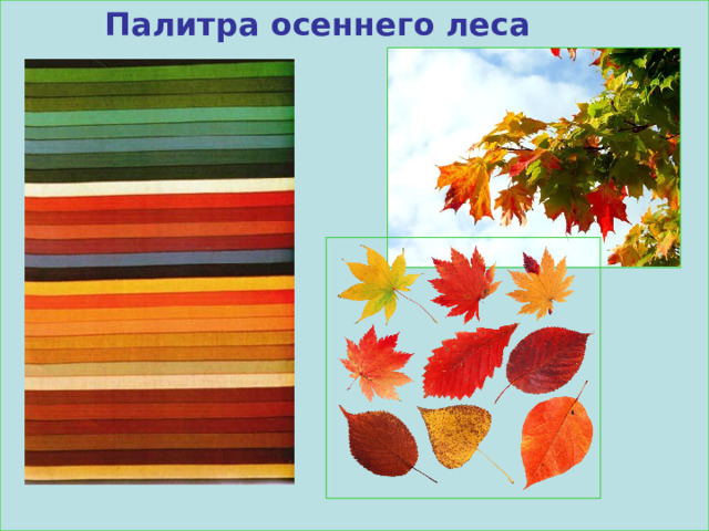    Палитра осеннего леса 