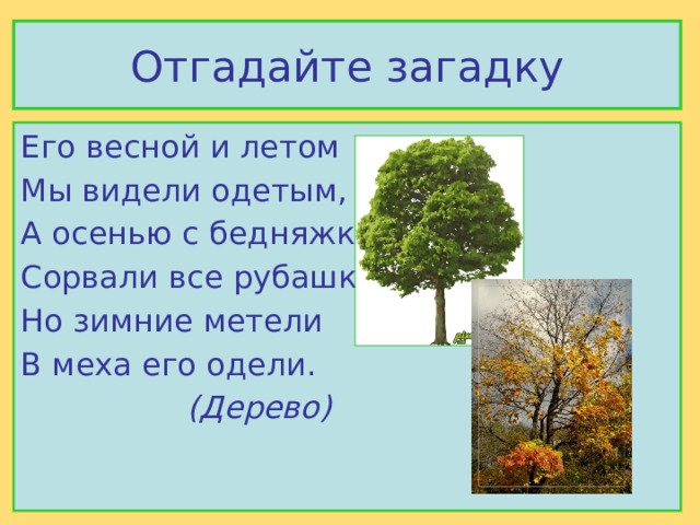 Отгадайте загадку Его весной и летом Мы видели одетым, А осенью с бедняжки Сорвали все рубашки, Но зимние метели В меха его одели.      (Дерево) 