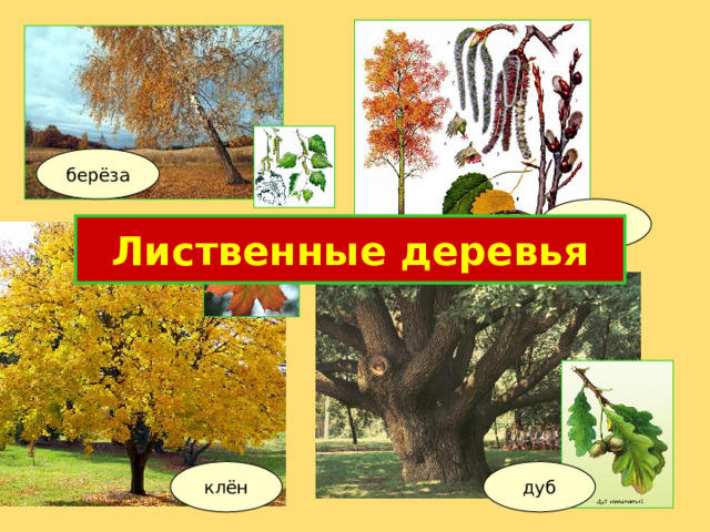 берёза осина Лиственные деревья дуб клён 