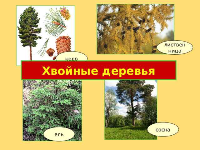 лиственница кедр Хвойные деревья сосна ель 