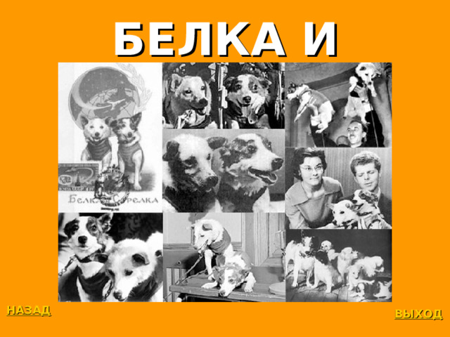 БЕЛКА И СТРЕЛКА НАЗАД ВЫХОД 