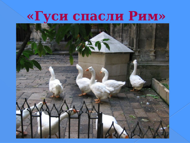 «Гуси спасли Рим» Каждый знает выражение «Гуси Рим спасли». А откуда оно пошло? В начале IV в. до н.э. галлы (в переводе с латыни: «петухи»), заселявшие север Италии, двинулись на Рим. Однажды ночью отряды галлов поднялись на Капитолийский холм. Кругом стояла тишина: усталые защитники крепости и дозорные спали. Не почуяли ничего и сторожевые собаки. Но вдруг в Капитолии послышалось гоготание. Это закричали священные гуси при храме богини Юноны, услышавшие бряцание оружия. Гогоча и хлопая крыльями, птицы подняли такой шум, что римляне проснулись и отразили нападение врагов. Так гуси спасли Рим. С той поры римляне стали относиться к гусям очень уважительно. В честь этих птиц они не только учредили специальные празднества, но и установили им памятник  