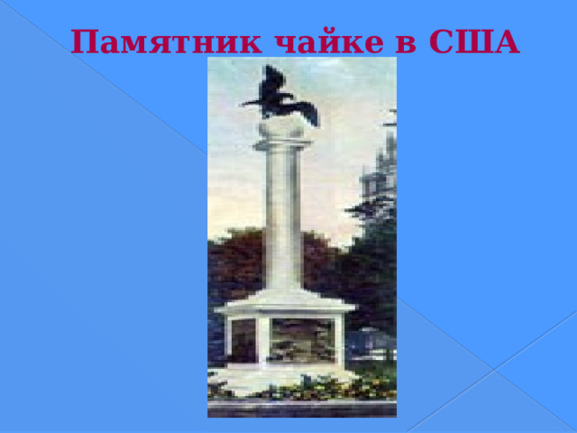 Памятник чайке в США В американском штате Юта, в городе Солт-Лейк-Сити, возвышается гранитная колонна, увенчанная большим шаром с двумя чайками на нем. На цоколе установлены барельефы, повествующие об истории, случившейся здесь в середине XIX века. Во времена первых переселенцев на хлебные поля напали полчища саранчи. Люди думали, что они обречены на голодную смерть, что саранча сожрет все посевы. Однако с запада вдруг прилетели несметные cтаи чаек. С громкими криками они помчались в поля, закрыв на время солнце. “Мало саранчи, еще птицы напали на наш урожай!” - роптал народ. Но чайки бросились не на хлеб, а на саранчу. Ко всеобщему удивлению уничтожили всех насекомых. И хотя много злаков все-таки погибло, но и оставшегося хватило, чтобы пережить первую трудную зиму  
