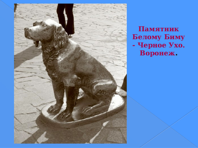    Памятник Белому Биму - Черное Ухо.  Воронеж .     Знаменитый герой воронежского писателя Гавриила Николаевича Троепольского. Памятник установлен в день города в 1998 году. Адрес - Воронеж, проспект Революции (быв. Дворянская), дом 50 (у театра кукол 