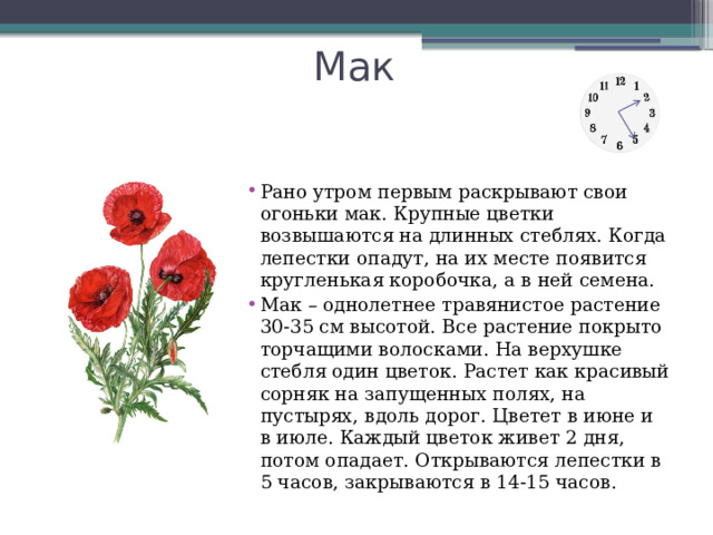 Мак Рано утром первым раскрывают свои огоньки мак. Крупные цветки возвышаются на длинных стеблях. Когда лепестки опадут, на их месте появится кругленькая коробочка, а в ней семена. Мак – однолетнее травянистое растение 30-35 см высотой. Все растение покрыто торчащими волосками. На верхушке стебля один цветок. Растет как красивый сорняк на запущенных полях, на пустырях, вдоль дорог. Цветет в июне и в июле. Каждый цветок живет 2 дня, потом опадает. Открываются лепестки в 5 часов, закрываются в 14-15 часов. 