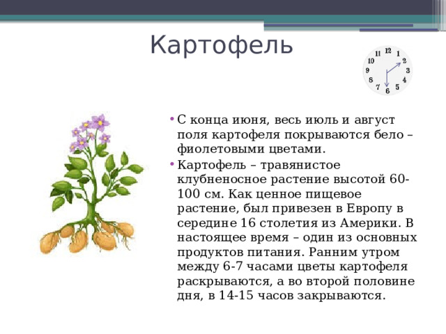 Картофель С конца июня, весь июль и август поля картофеля покрываются бело – фиолетовыми цветами. Картофель – травянистое клубненосное растение высотой 60-100 см. Как ценное пищевое растение, был привезен в Европу в середине 16 столетия из Америки. В настоящее время – один из основных продуктов питания. Ранним утром между 6-7 часами цветы картофеля раскрываются, а во второй половине дня, в 14-15 часов закрываются. 