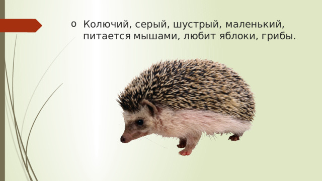 Колючий, серый, шустрый, маленький, питается мышами, любит яблоки, грибы. 